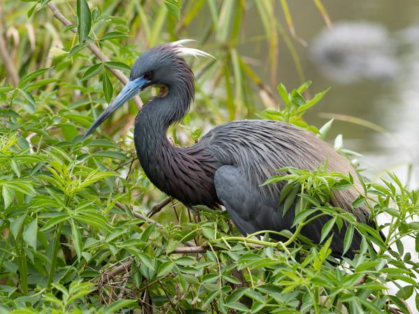 Witbuikreiger (Egretta tricolor)